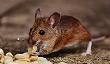 24 Hour & Emergency Exterminators in Rougemont, NC
